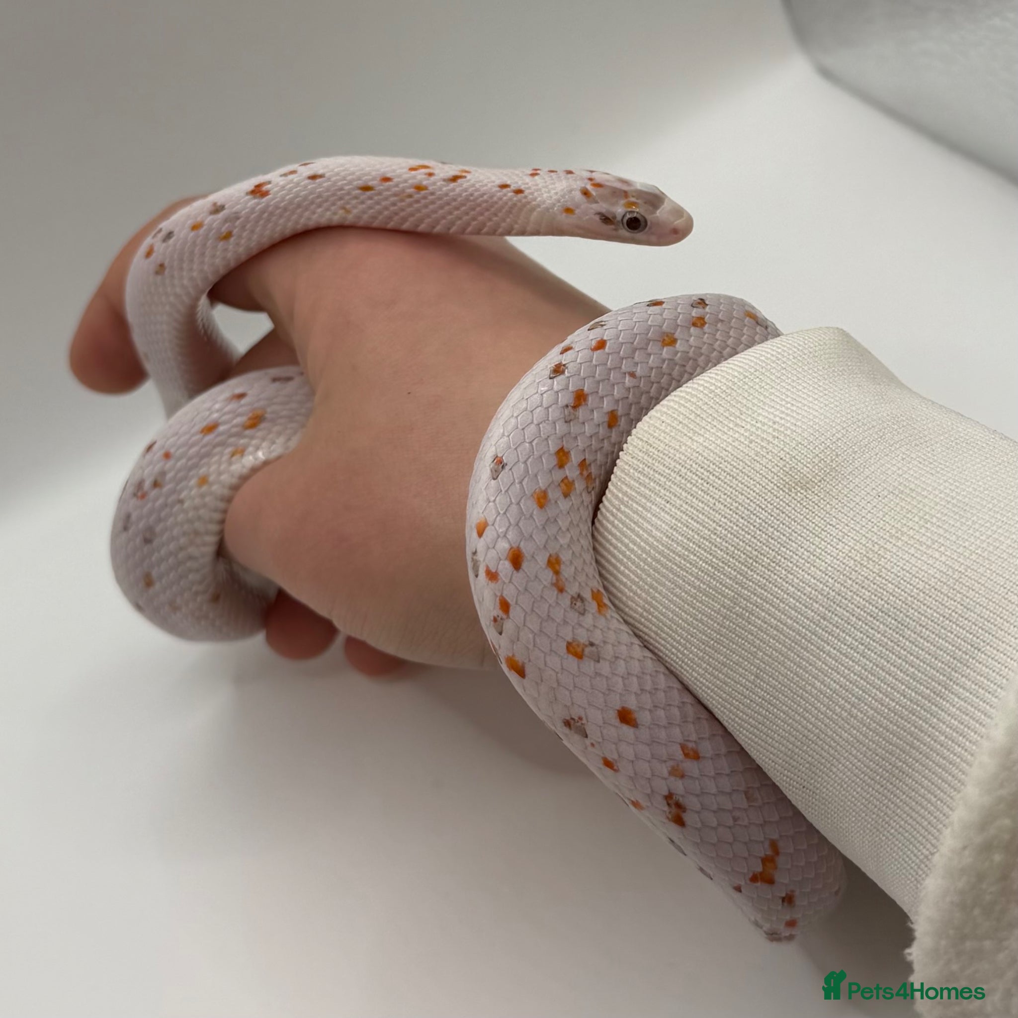 Corn Snake reptiles Corn snake breeding project  - Advert 1