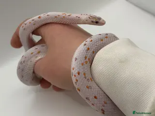 Corn Snake reptiles Corn snake breeding project - Advert 1