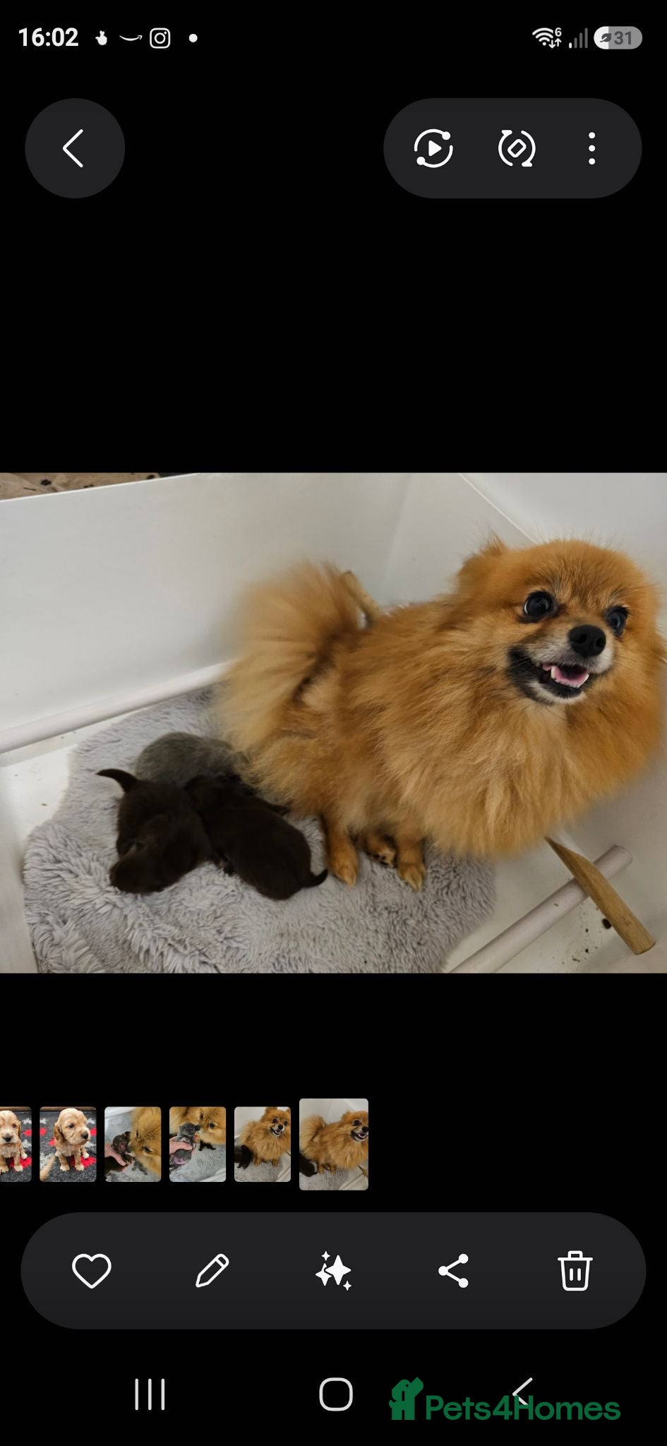 Pomeranian dogs Pomeranian puppies x 2boys  - Advert 2