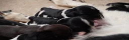 English Springer Spaniel dogs for sale: Beautiful Springer Spaniel Puppies for sale in Honiton - Advert 13
