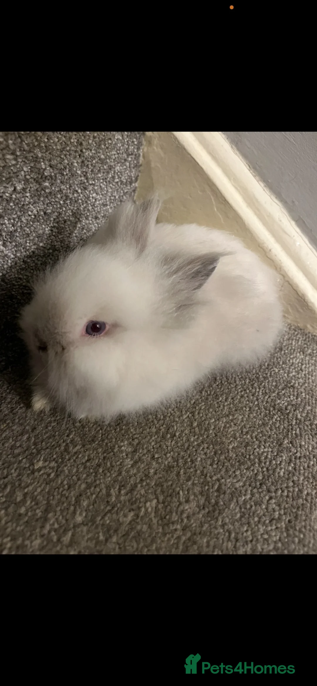 Lionhead rabbits for sale: Double maned lionheads - Advert 5