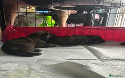 Shepsky dogs for sale: German shepherd x husky 3 weeks old  - Image 10