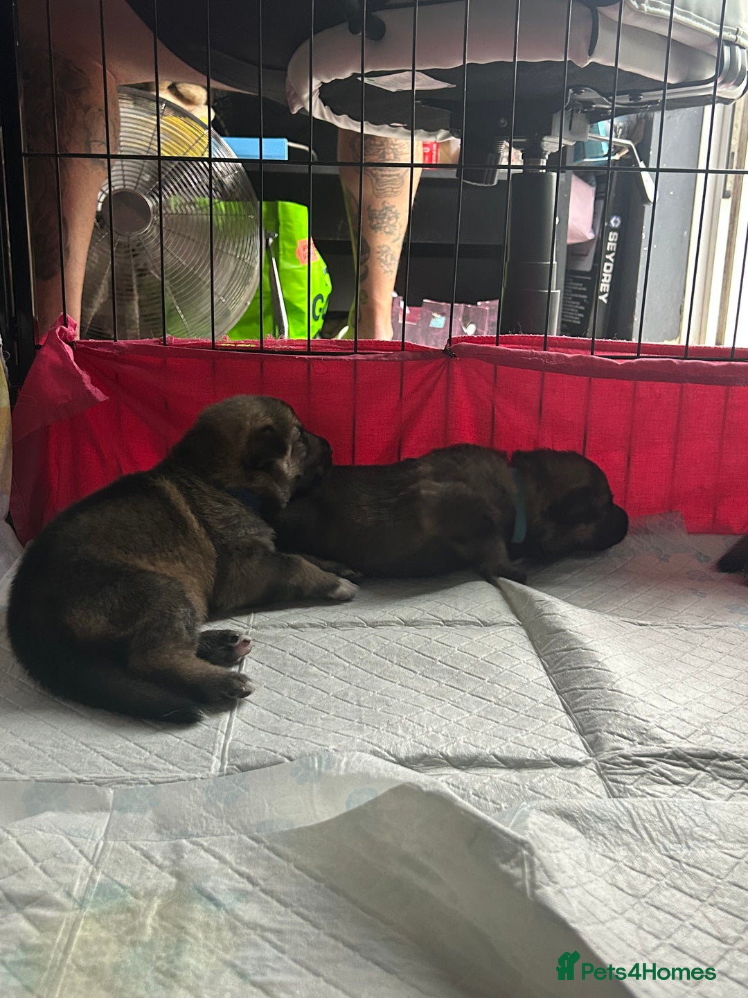 Shepsky dogs for sale: German shepherd x husky 3 weeks old  - Image 10