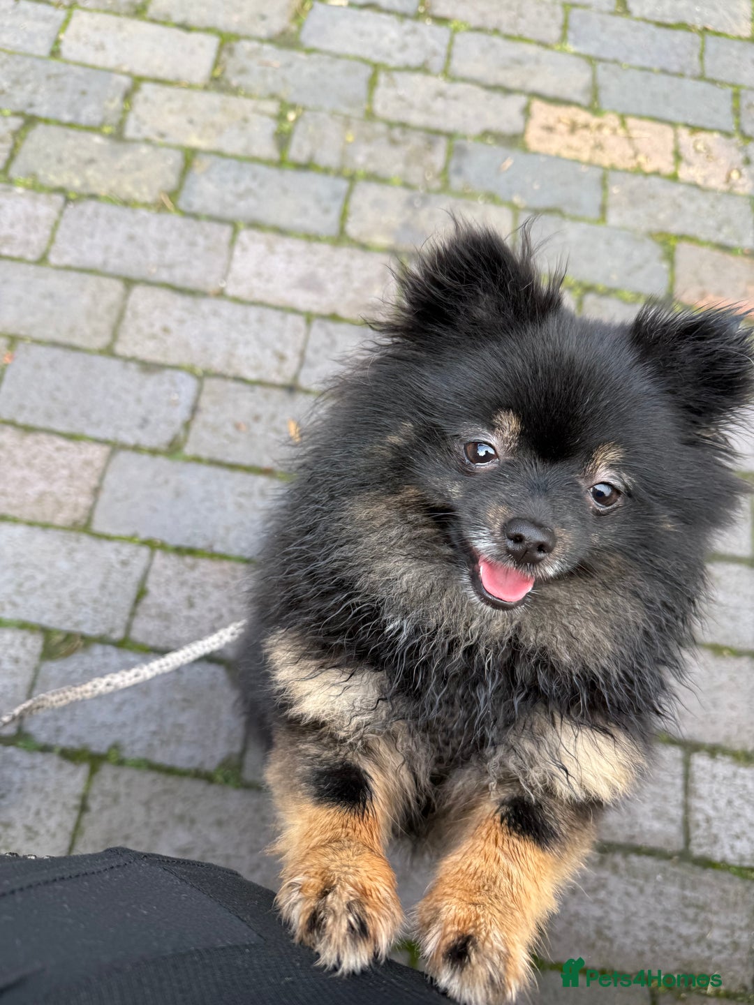 Pomeranian dogs for sale: Roxy the Pomeranian - Advert 10