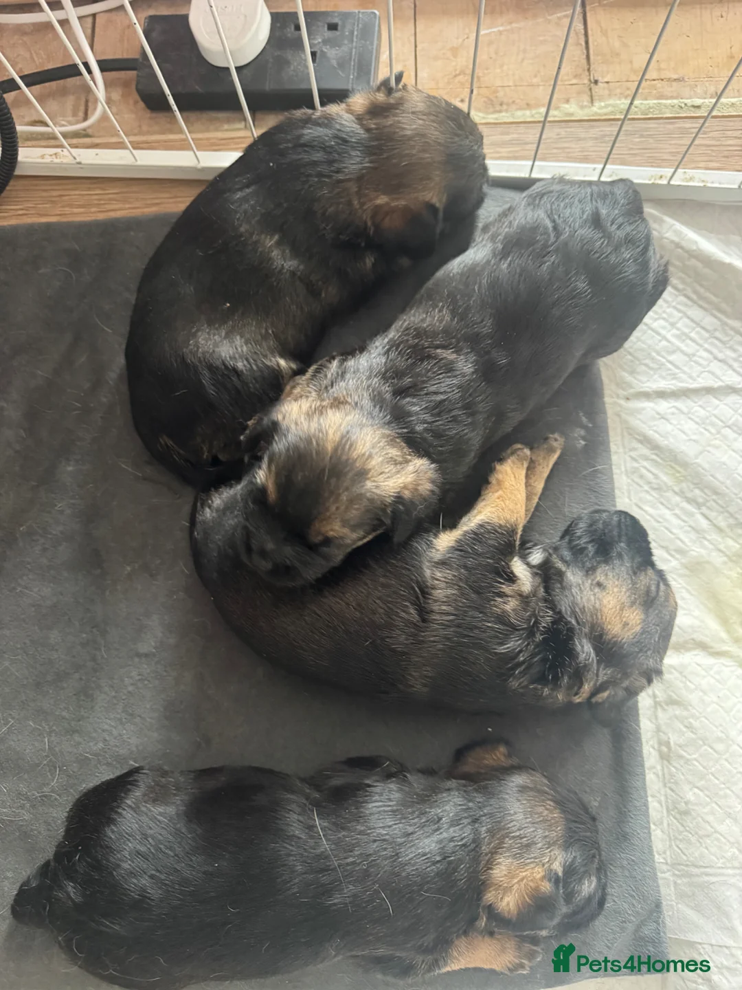 Border Terrier dogs for sale: Border terriers  - Advert 1