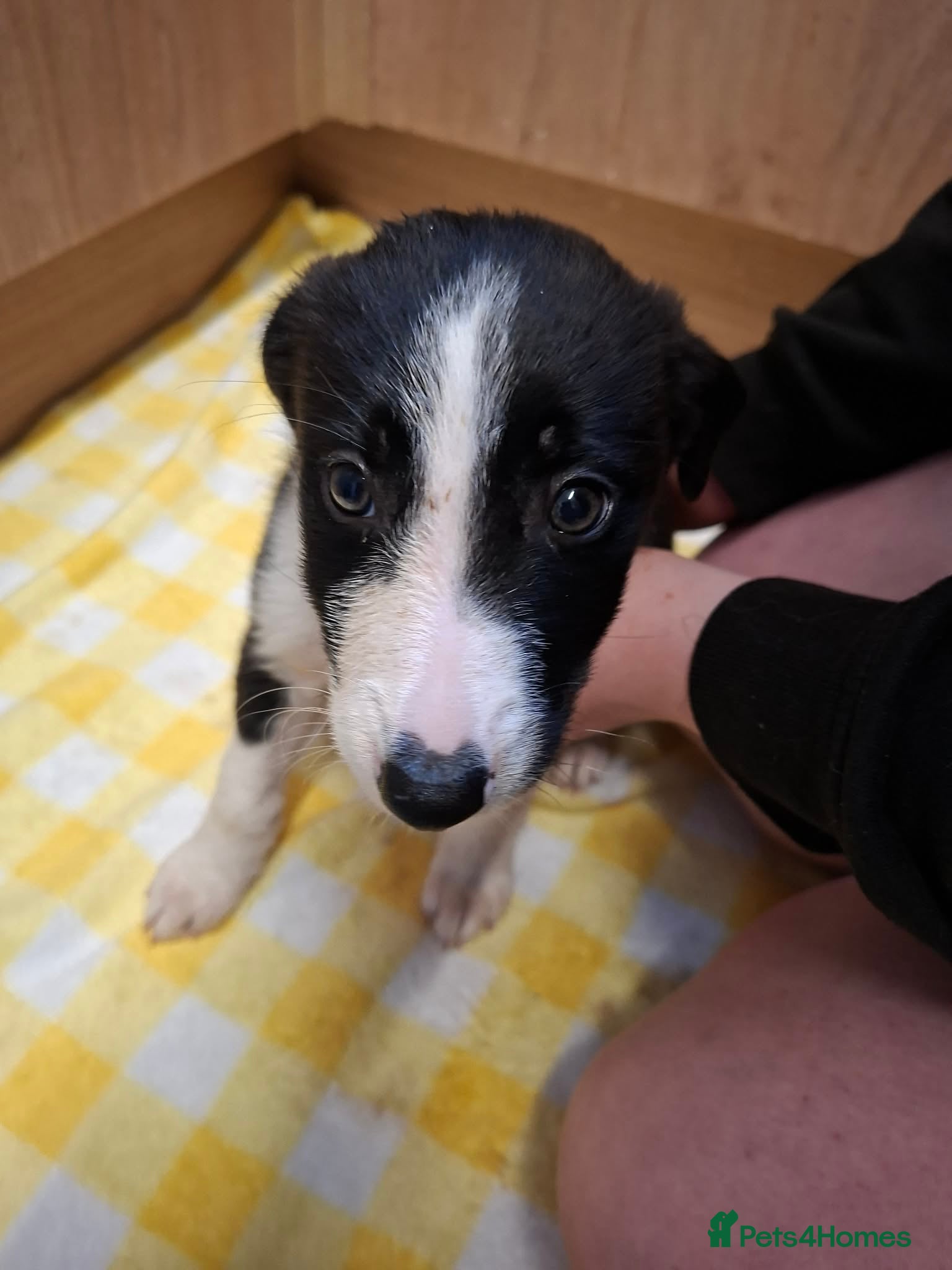 Border Collie dogs for sale: 4 male Border Collies for sale  - Advert 3