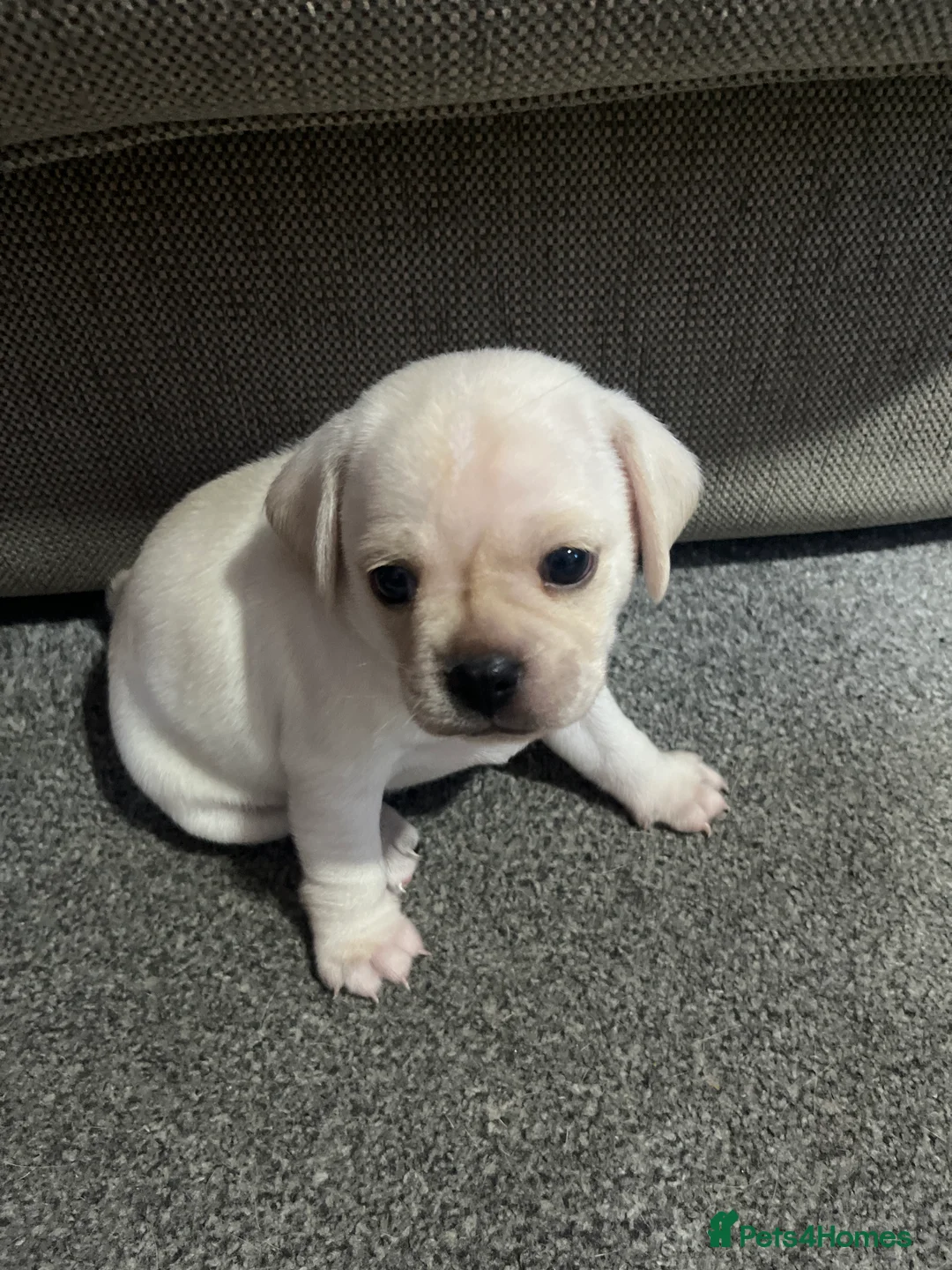 Mixed Breed dogs for sale: Pug cross puppies - Advert 2