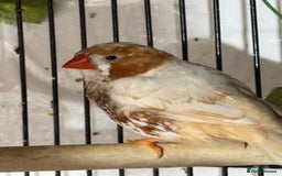 Finches birds for sale: Zebra Finches  - Image 4