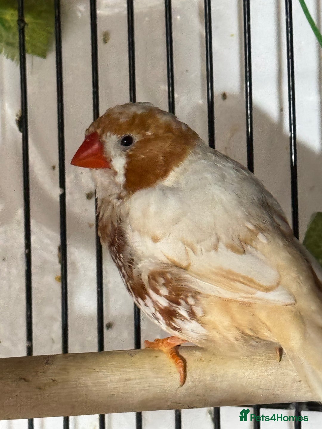 Finches birds for sale: Zebra Finches  - Image 4