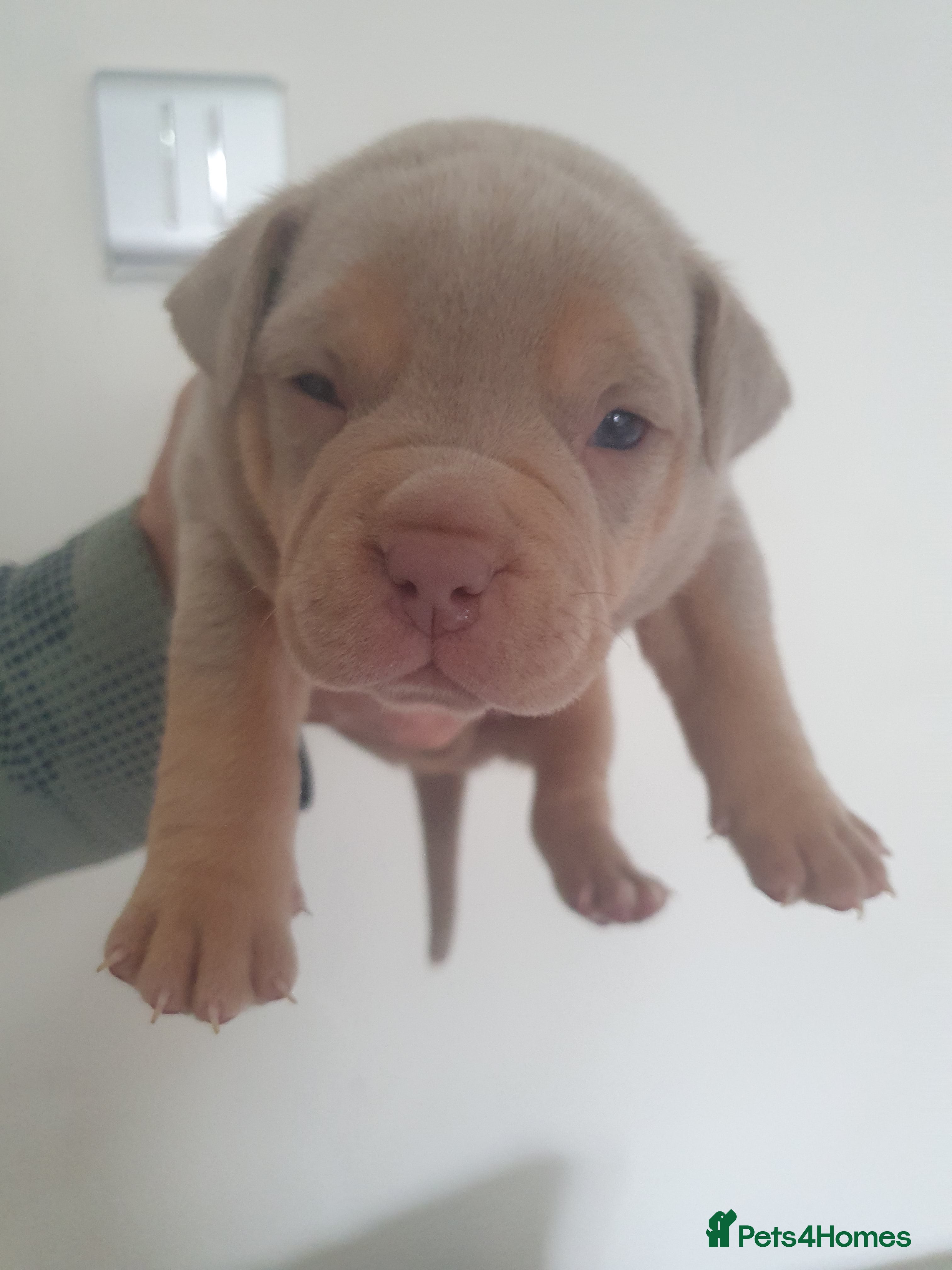 Mixed Breed dogs Pocket bullys - Advert 1