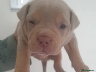 Mixed Breed dogs Pocket bullys - Advert 3