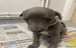 Whippet dogs for sale: Whippet Puppies - Image 2