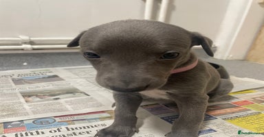 Whippet dogs - Advert 3