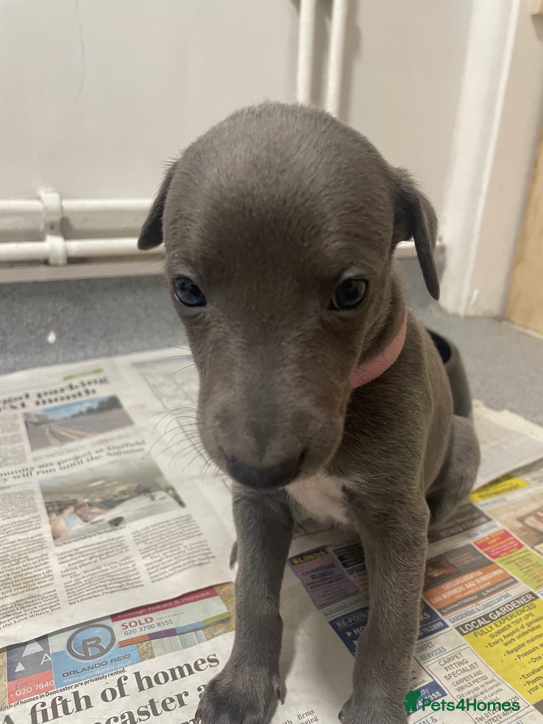 Whippet dogs for sale: Whippet Puppies - Image 2
