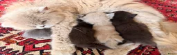 British Longhair cats for sale: Gorgeous British Long Hair X Ragdoll kittens  - Advert 22