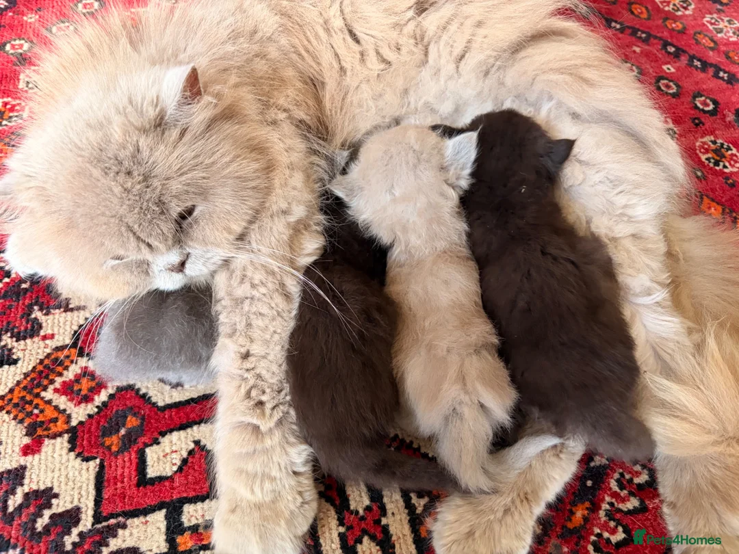 British Longhair cats for sale: Gorgeous British Long Hair X Ragdoll kittens  - Advert 22