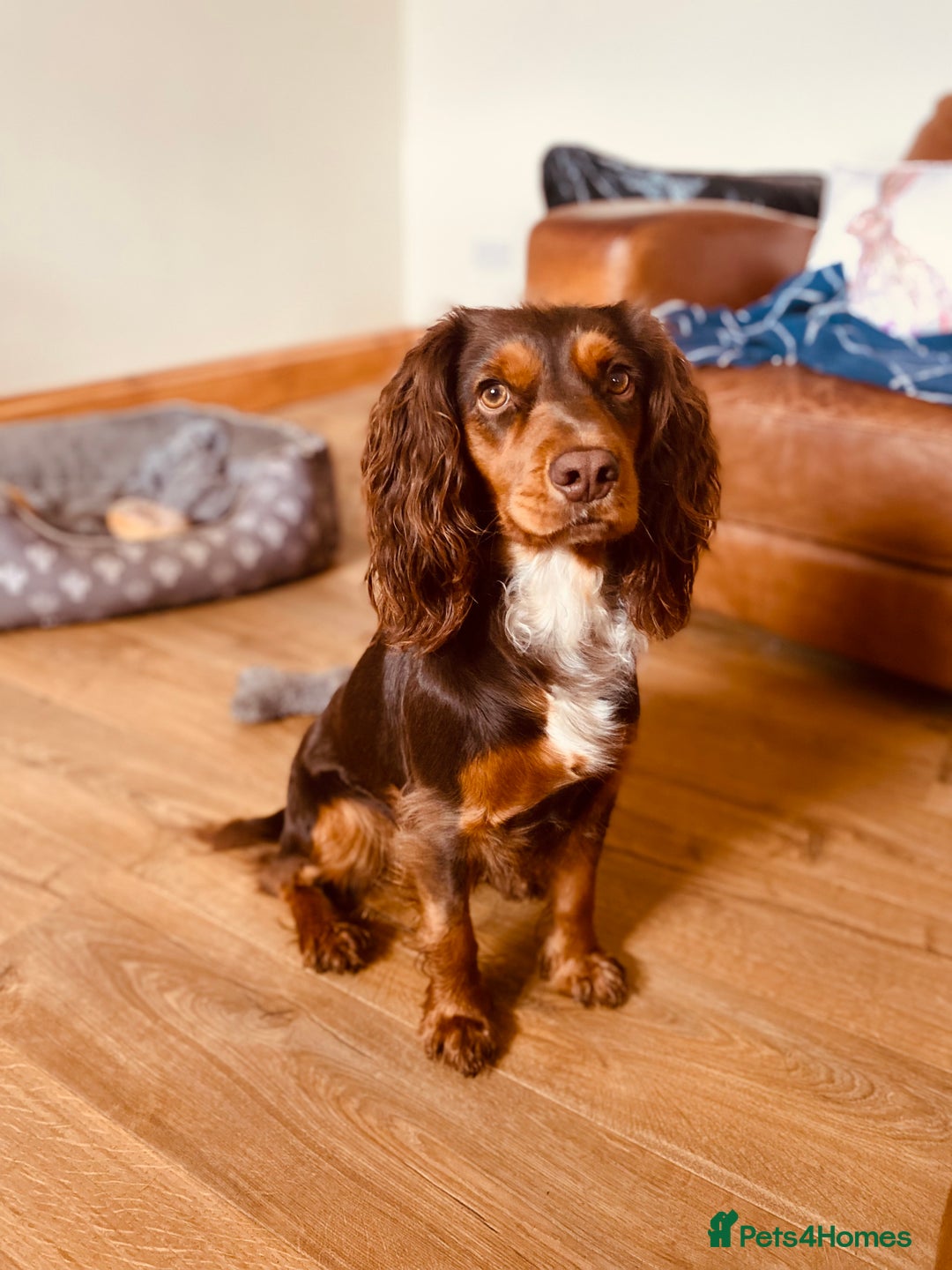 Cocker Spaniel dogs for sale: Beautifully coloured cocker spaniel puppys forsale - Advert 1