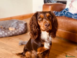 Cocker Spaniel dogs Beautifully coloured KC Reg cocker spaniel puppies - Advert 16