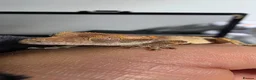 Gecko reptiles for sale: FREE Crested gecko for loving home  - Advert 5