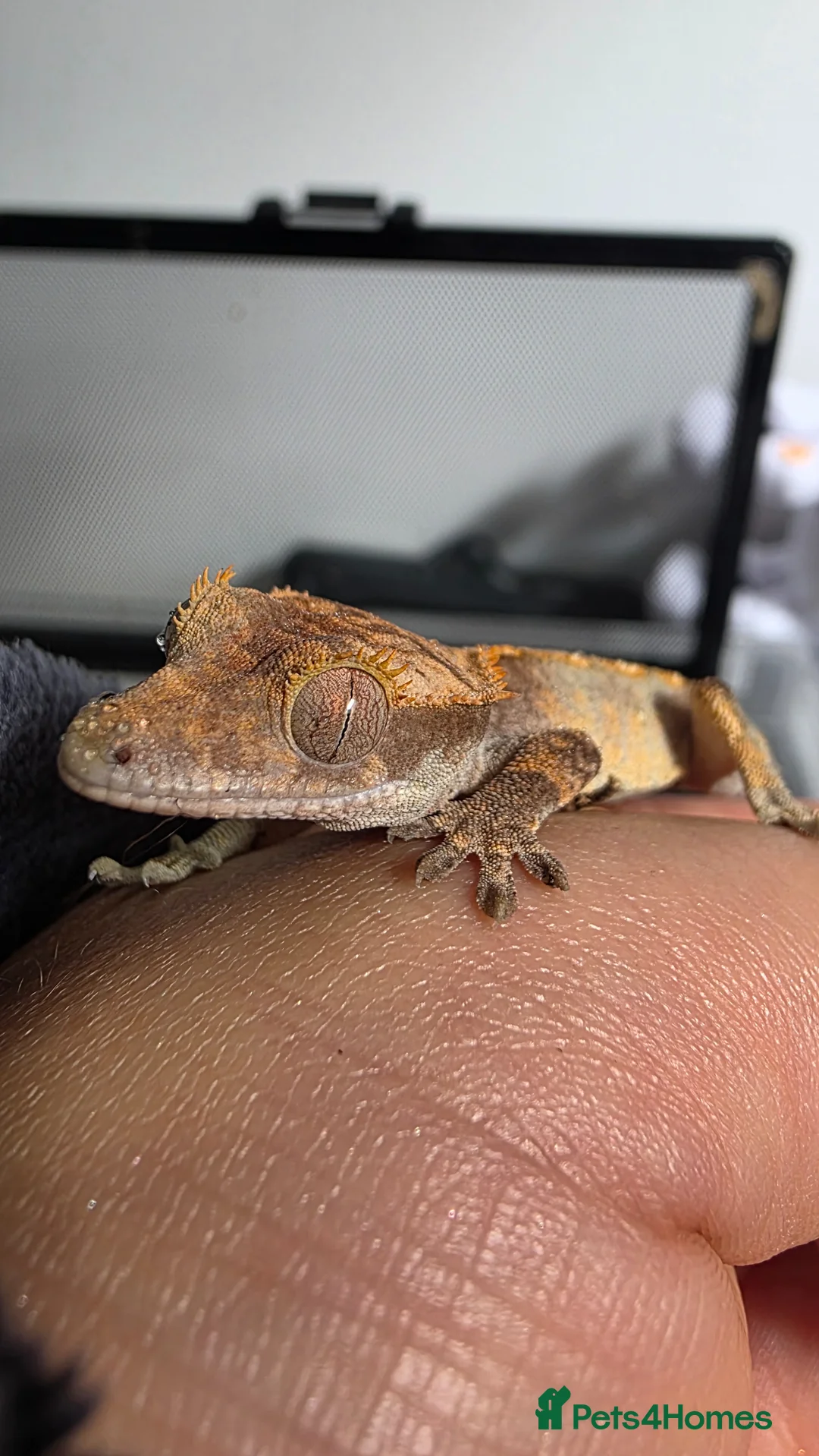Gecko reptiles for sale: FREE Crested gecko for loving home  - Advert 5