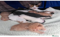 Mixed Breed cats for sale: Two beautiful litters 2 days apart  - Image 11