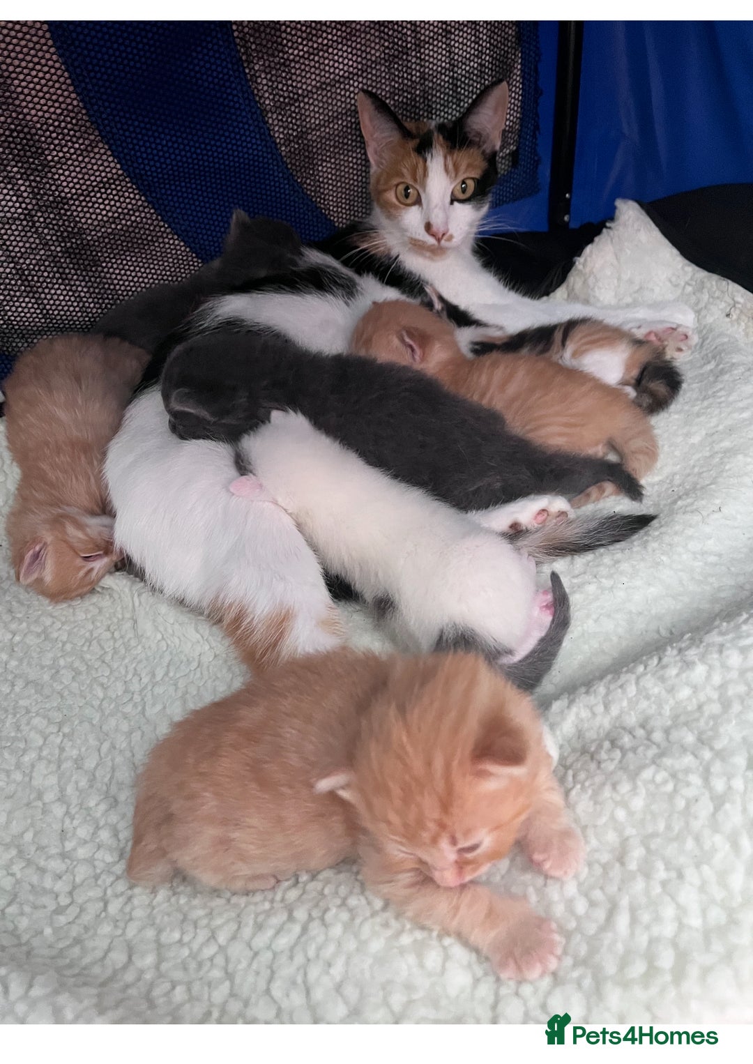 Mixed Breed cats for sale: Two beautiful litters 2 days apart  - Image 11