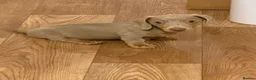 Miniature Dachshund dogs for sale: KC pure Miniature Dachshunds   - Advert 13