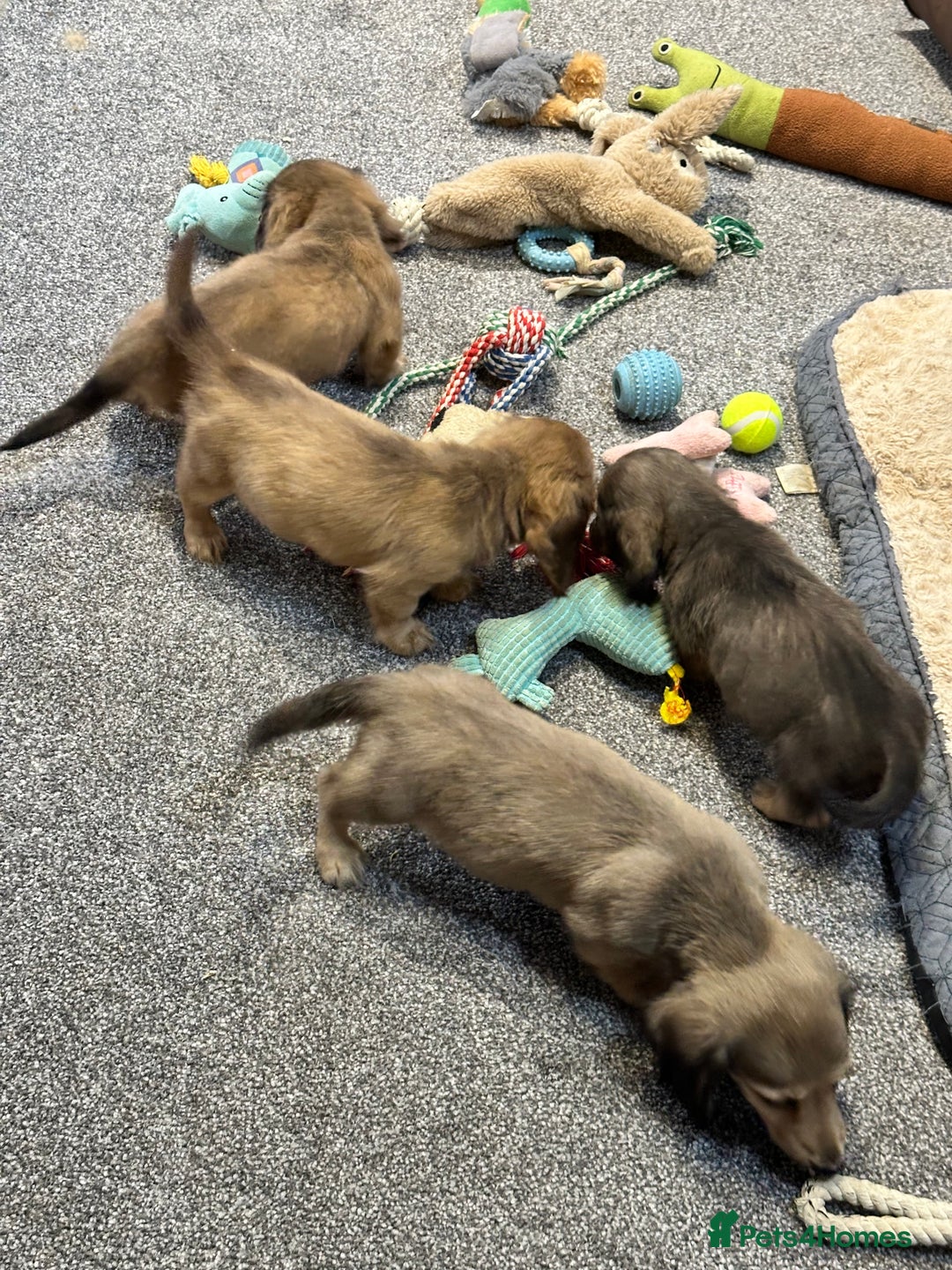 Miniature Dachshund dogs for sale: Gorgeous shaded cream pups - Image 26