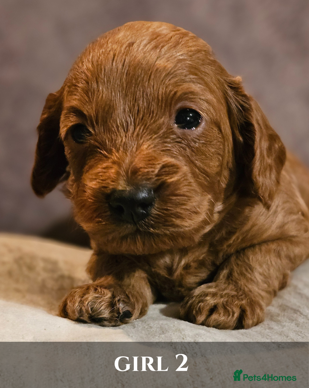 Cavapoo dogs for sale: 5 Beautiful Deep Red F1B Cavapoo Pups - Advert 24