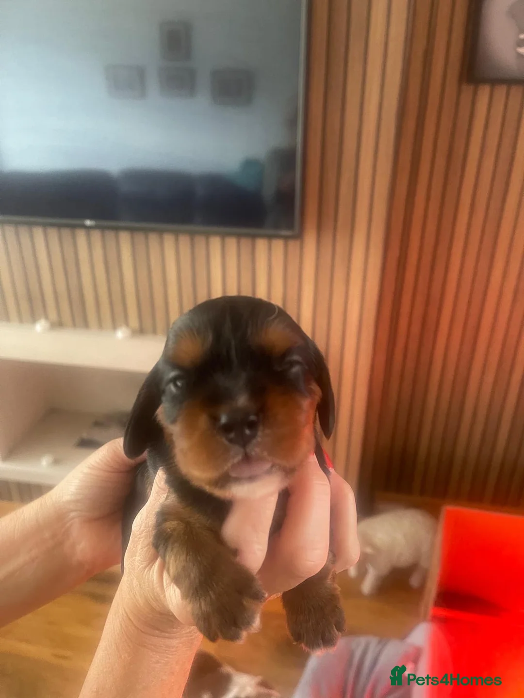Cavalier King Charles Spaniel dogs for sale: Cavalier King Charles Spaniel KC Puppies in Ellesmere Port - Advert 2