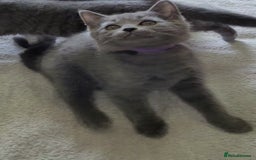 British Shorthair cats for sale: British Blue shorthair kittens £400 - Image 29