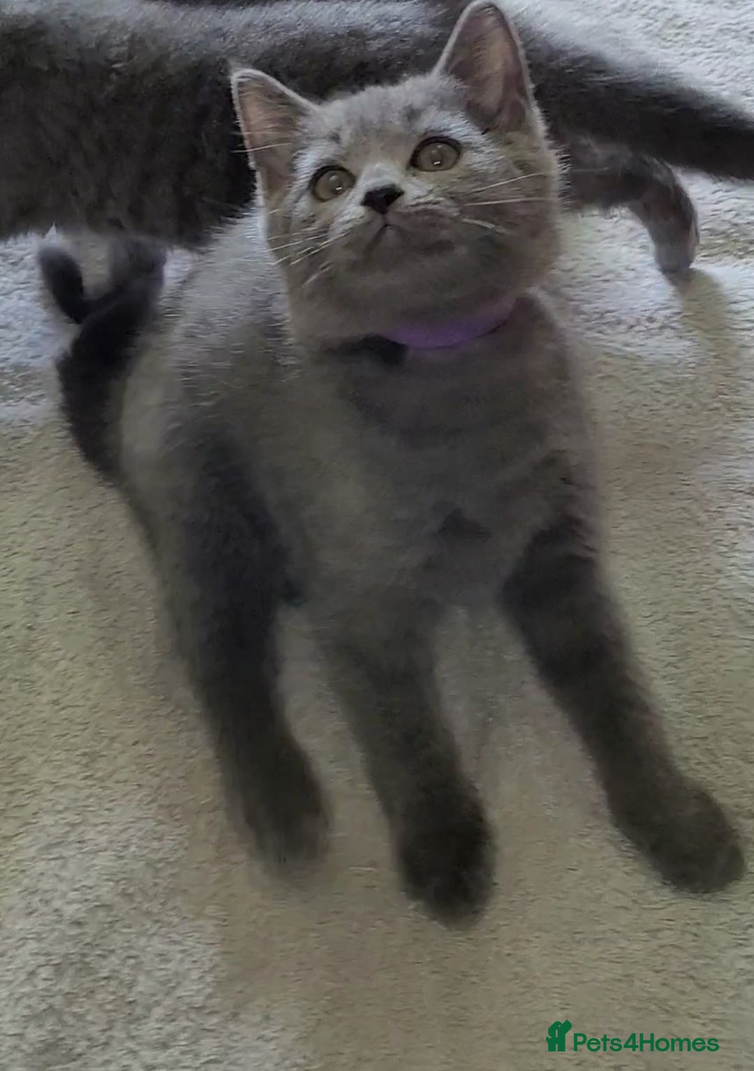 British Shorthair cats for sale: British Blue shorthair kittens £400 - Image 29