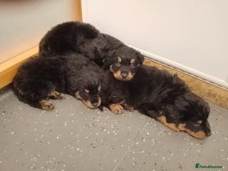 Rottweiler dogs Beautiful rottweiler puppies - Advert 15