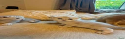 Scottish Fold cats for sale: Scottish fold kittens  in Haslemere - Advert 8