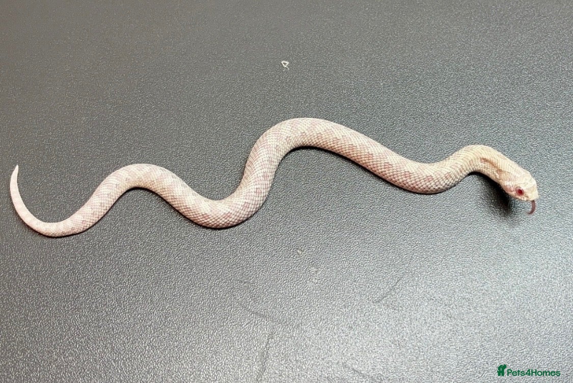 Snake reptiles Snowy Western Hognose - Advert 1
