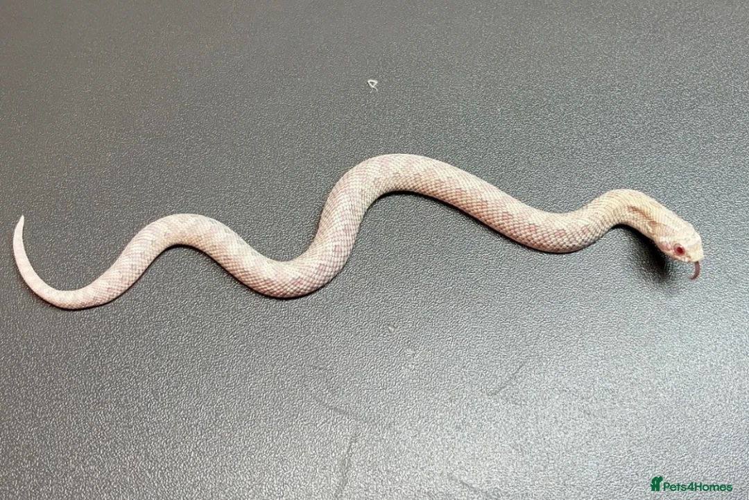 Snake reptiles for sale: Snowy Western Hognose - Advert 1