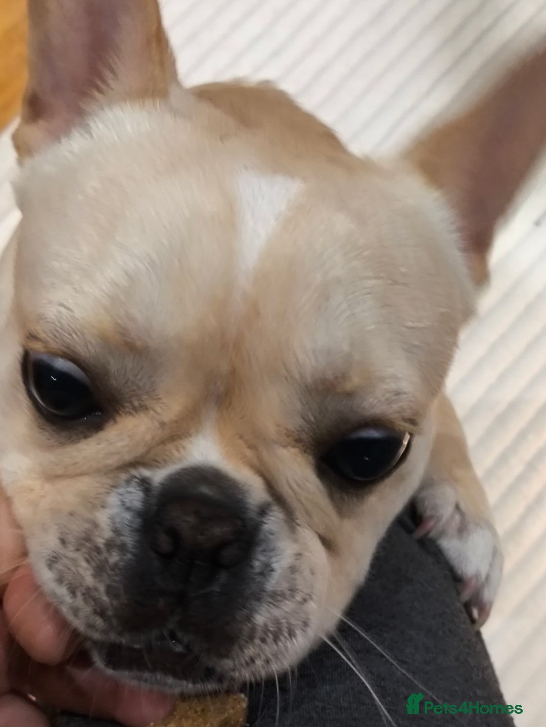 French Bulldog dogs for sale: French bulldog  - Advert 4