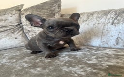 French Bulldog dogs for sale: REDUCED & READY TO LEAVE 1BOY LEFT French bulldog - Image 9