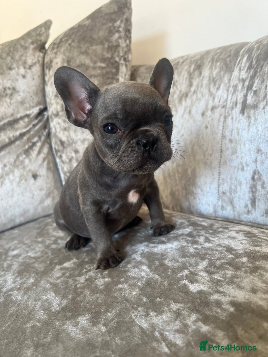 French Bulldog dogs for sale: REDUCED & READY TO LEAVE 1BOY LEFT French bulldog - Image 9
