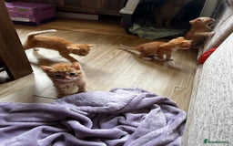 Ragdoll cats for sale: Ragdoll mixed tabby Ginger kittens - Image 8