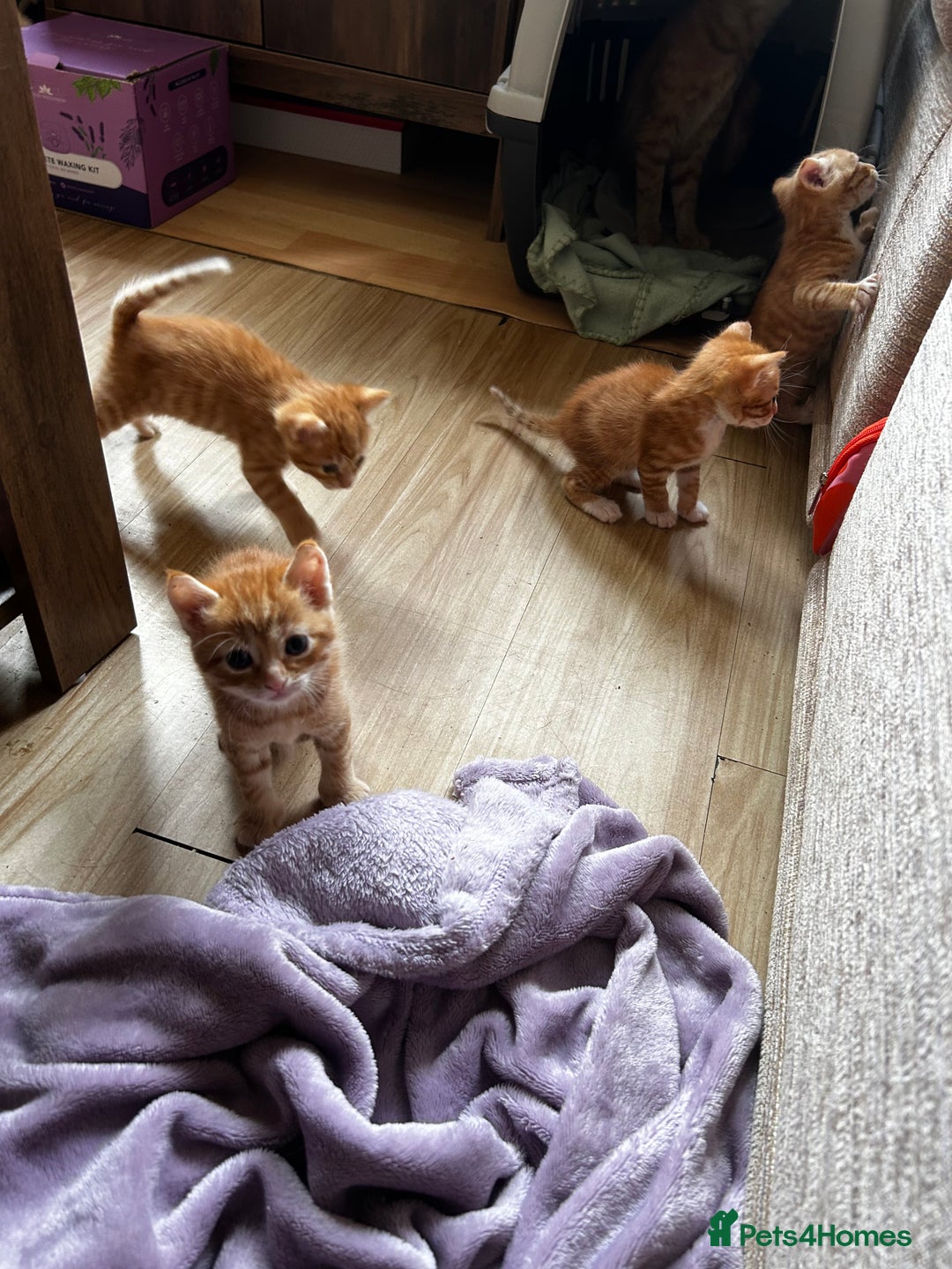 Ragdoll cats for sale: Ragdoll mixed tabby Ginger kittens - Image 8