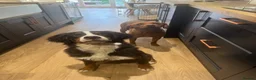 Bernese Mountain Dog dogs for sale: Female Bernese mountain dog - Advert 2