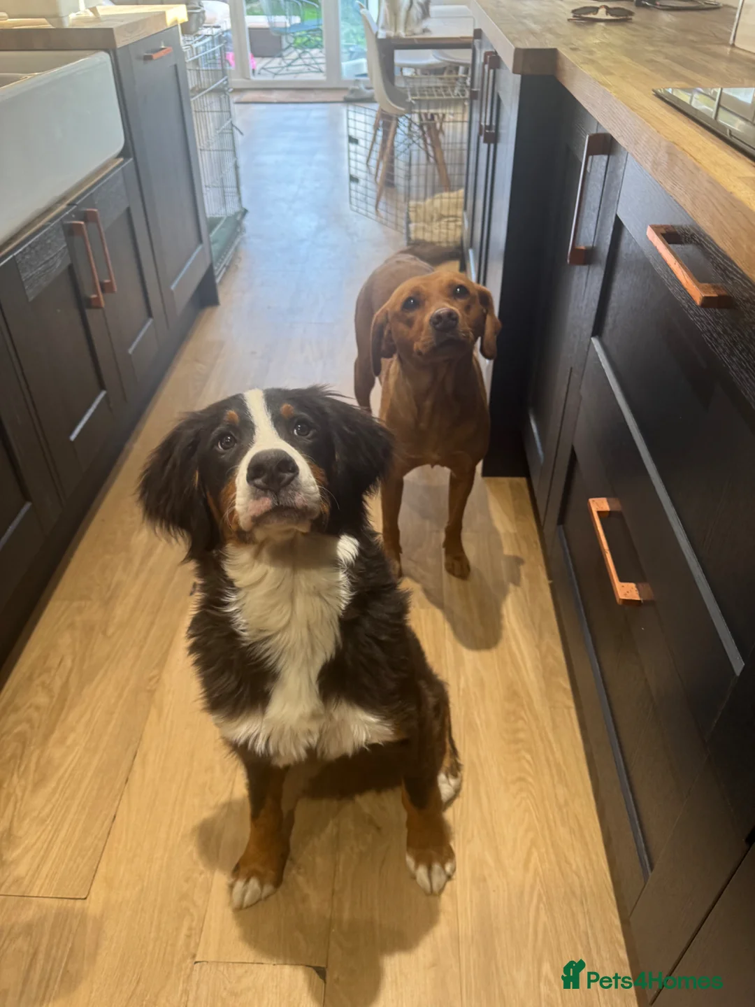 Bernese Mountain Dog dogs for sale: Female Bernese mountain dog - Advert 2