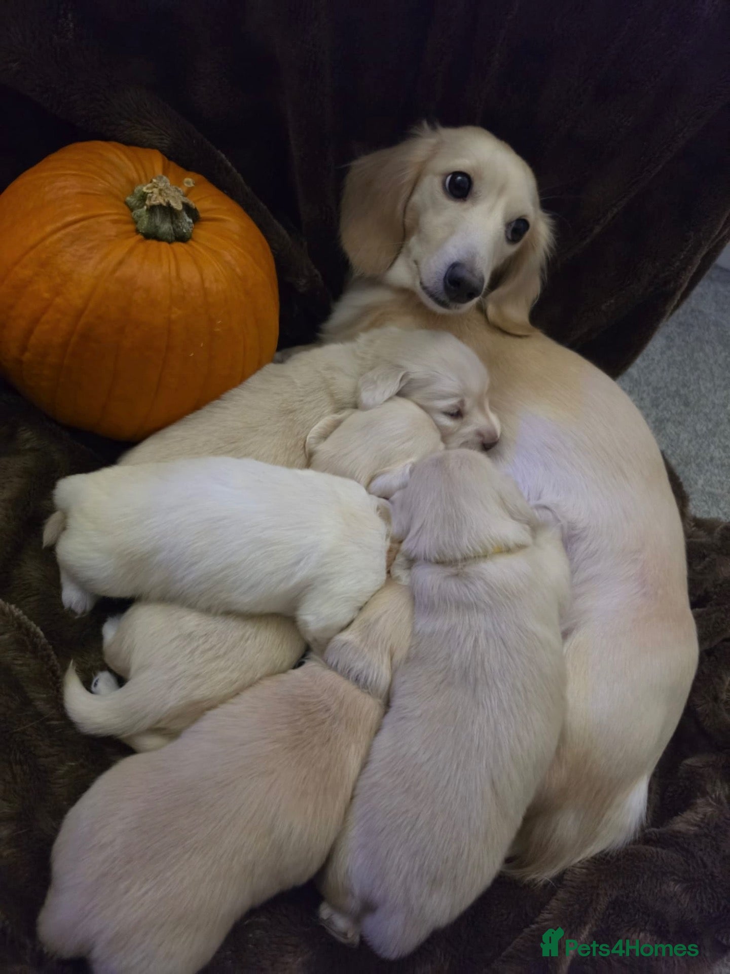 Miniature Dachshund dogs for sale: KC Reg Long haired cream miniature dachshund - Advert 22