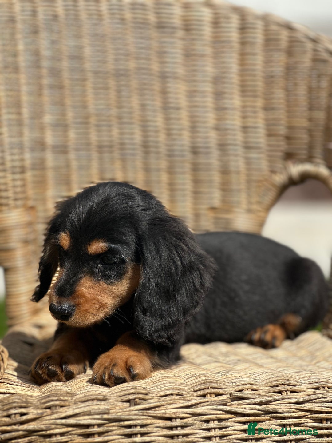 Miniature Dachshund dogs for sale: READY NOW. Miniature long hair dachshund 🤍 - Image 10