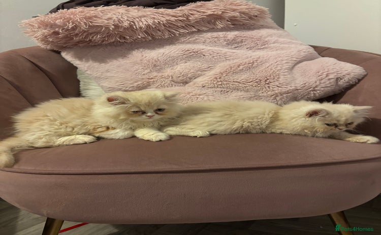 Persian cats - Advert 4