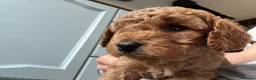 Cavapoo dogs for sale: Beautiful chunky fluffs available very soon - Advert 8