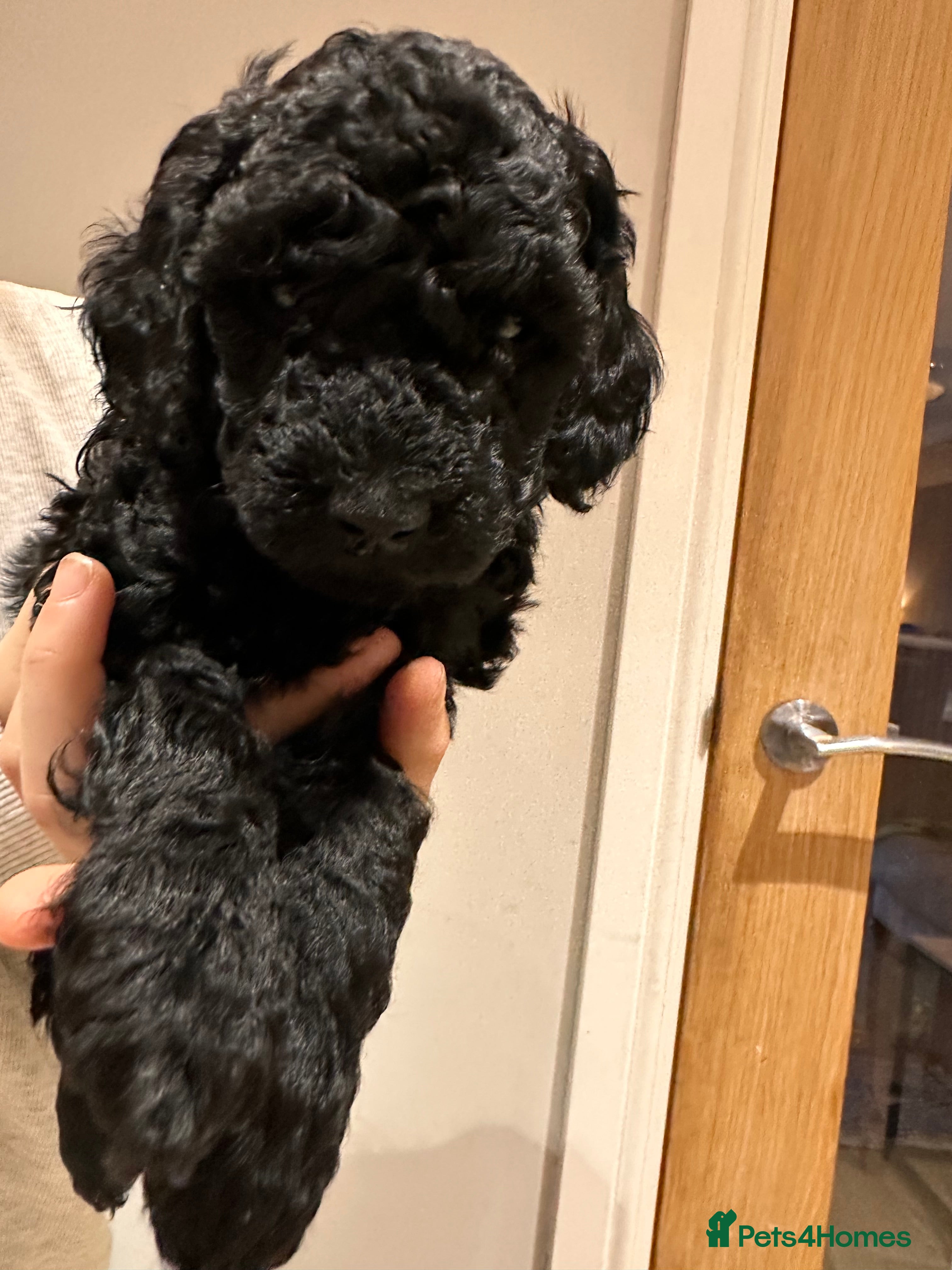 Miniature Poodle dogs Beautiful Miniature Poodles ** 2 now available  - Advert 2