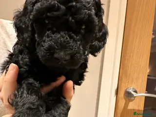 Miniature Poodle dogs Beautiful Miniature Poodles ** 2 now available - Advert 14