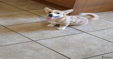 Welsh Corgi Pembroke dogs - Advert 1